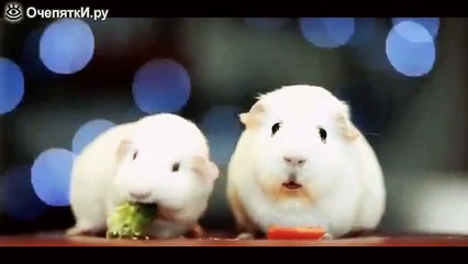 Морская-свинка задумалась о жизни!!!!!Смешно!!!