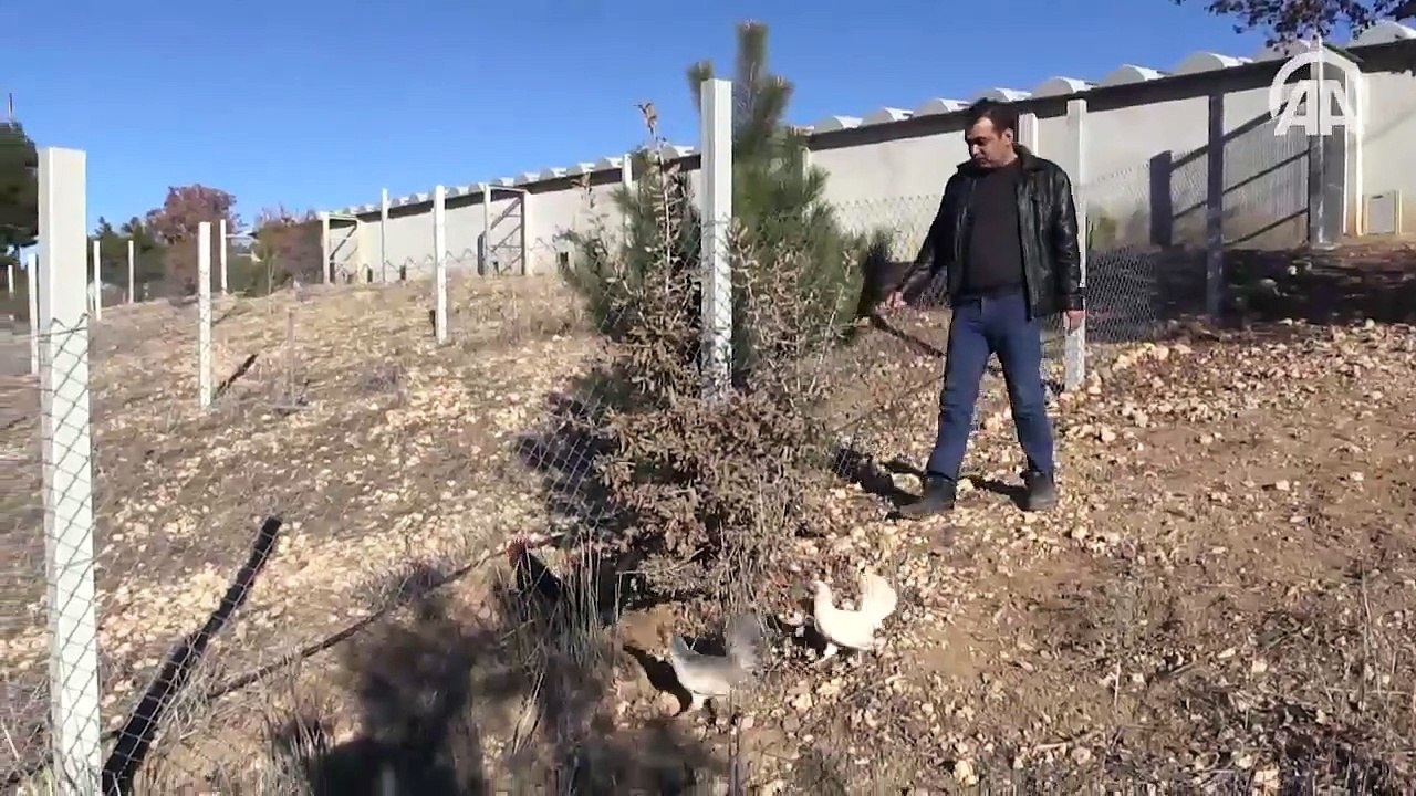 Öterken Kahkaha atan horoz