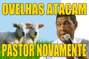 Pastor atacado por ovelhas revoltadas Imagens forte