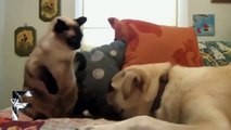 çok komik  - kedi Köpek Kavgası süper komedi