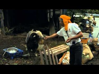 NET5 - Pahlawan bagi hewan pasca bencana nuklir