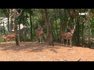 IMS - Memperkenalkan agrowisata pada anak