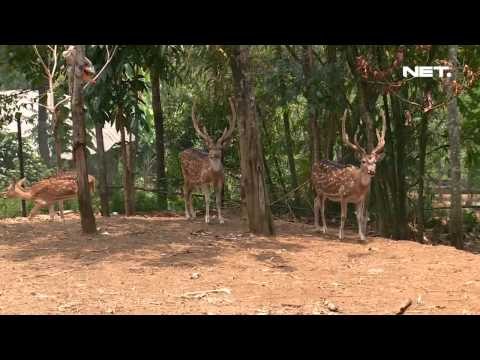 IMS - Memperkenalkan agrowisata pada anak