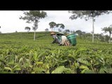 NET5 - Cerita dari keturunan pendiri kebun teh