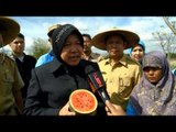 NET12 - Pemkot Surabaya kembangkan agrowisata di Bangkingan Surabaya