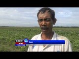 NET12 - Musim hujan, petani tembakau di Lamongan rugi jutaan rupiah