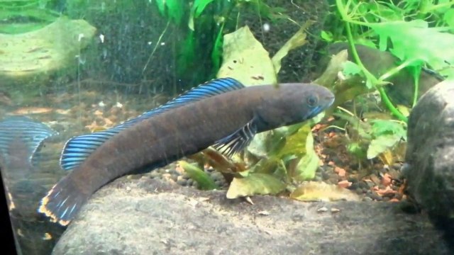 5 ESPÉCIES NOVAS DE ANIMAIS INSANOS DESCOBERTAS