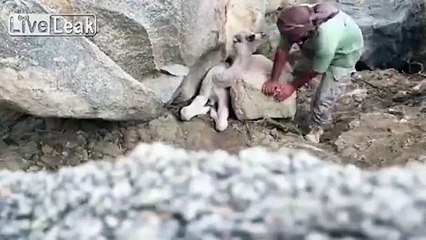 Avlanmak İçin Gittiği Arazide Kayalığa Sıkışmış Yavru Deveyi Kurtaran Adam
