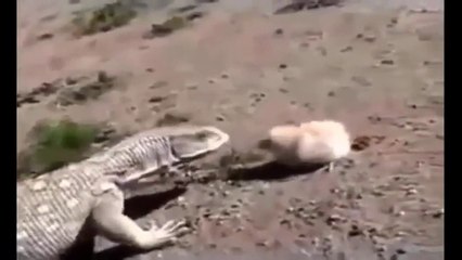 Baby Chick Defeated Dragon/Bébé Chick Défait Dragon