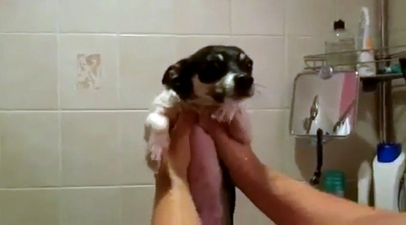 Dog thinks he is swimming -oh oh