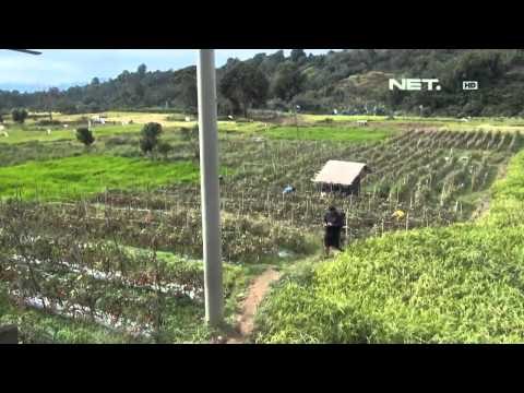 NET12 - Aktivitas Gunung Sinabung merusak lahan pertanian di desa setempat