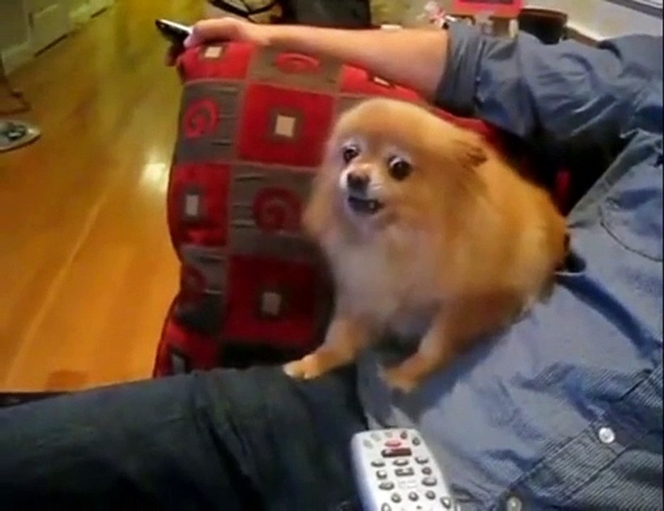 Funny Dog Literally Hates Remote Controller