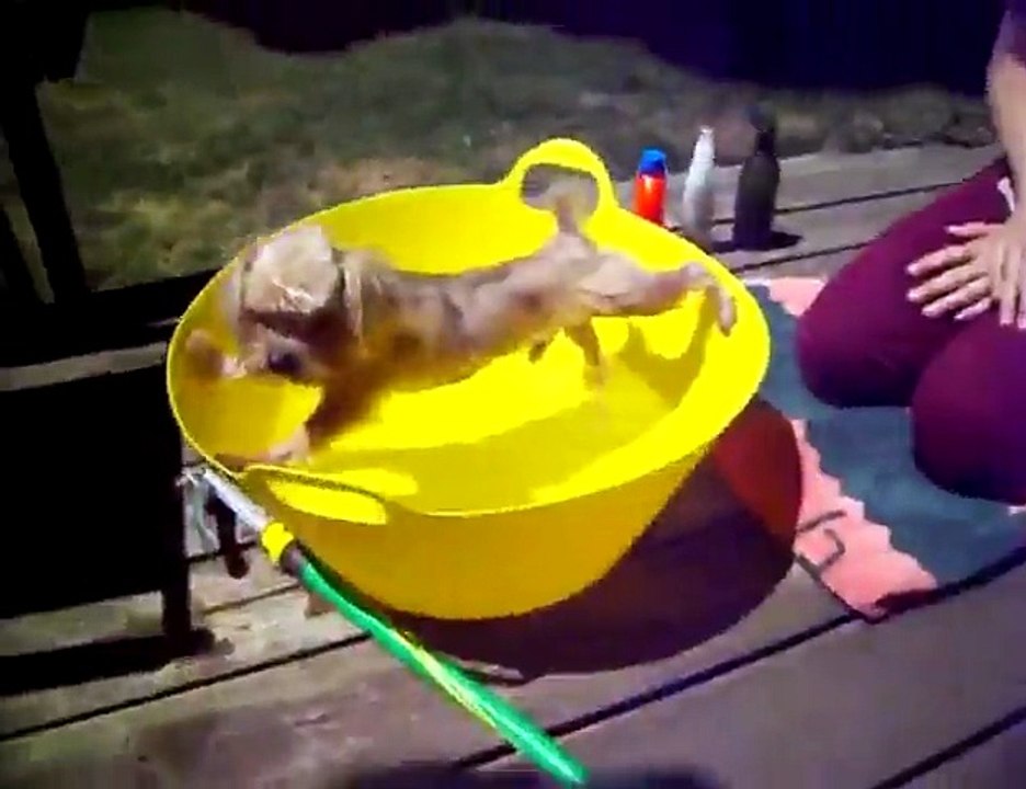 Dog Won't Take a Bath
