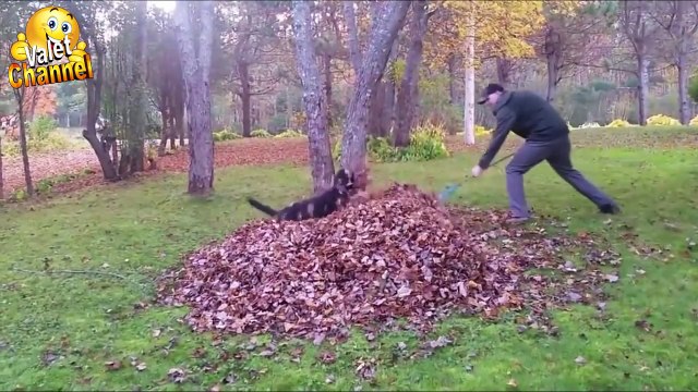 ПРИКОЛЫ 2016 Ноябрь | Лучшая Подборка Приколов #157 Funny Videos