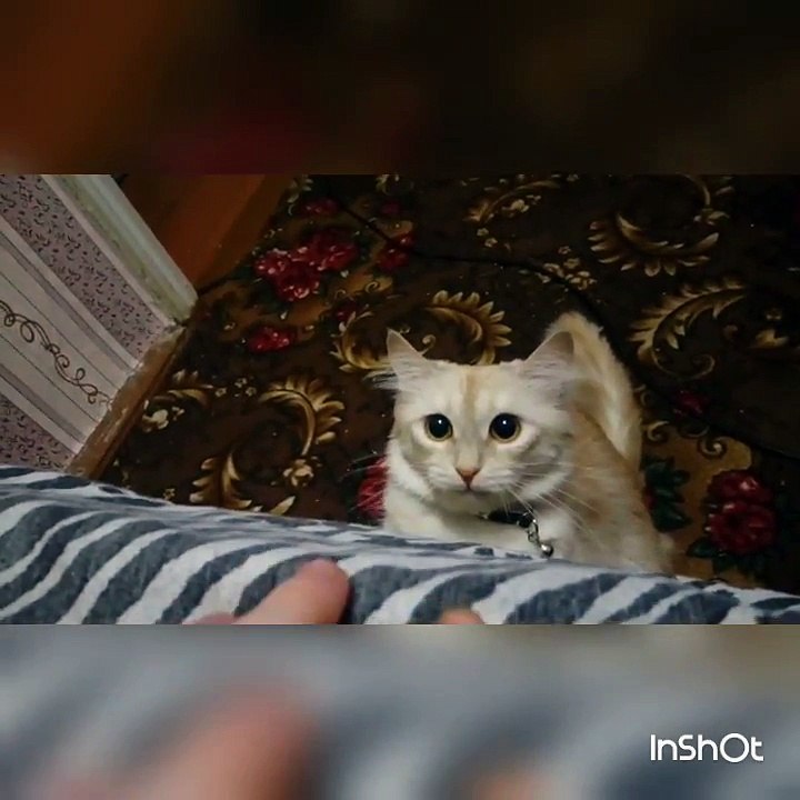 Дурилка:D