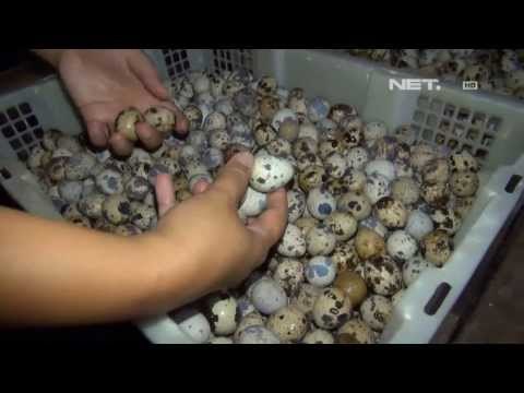 NET12 - Karena musim hujan, Burung puyuh di Jember sakit, produksi telur menurun