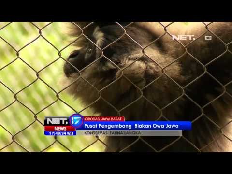 NET17 - Rehabilitasi Owa Jawa di Taman Nasional Gunung Gede Pangrango
