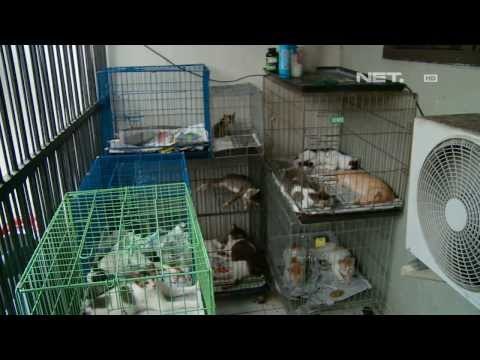 NET12 - #YanaMauNanya Populasi kucing liar tak terkendali