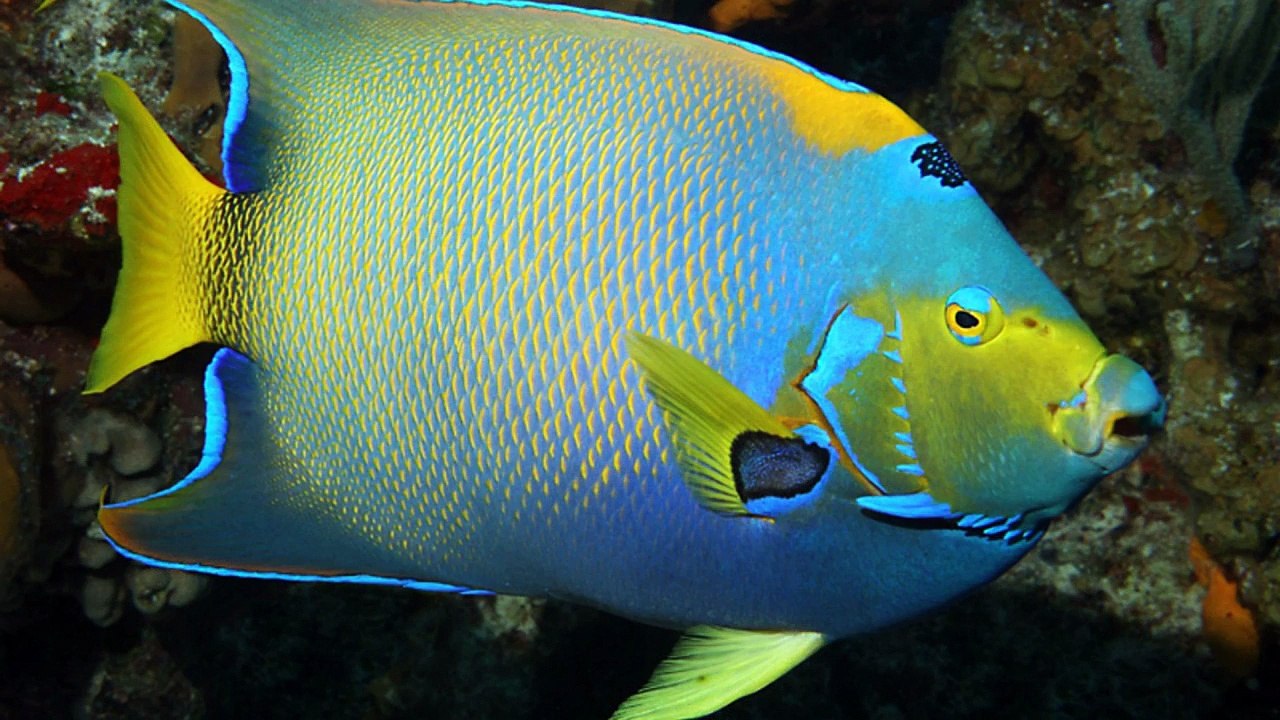 Смешные рыбы.#2.Ridiculous fishes.#2.