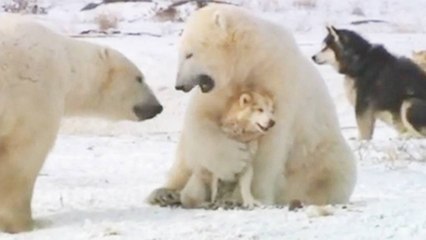 Polar bears and dogs playing