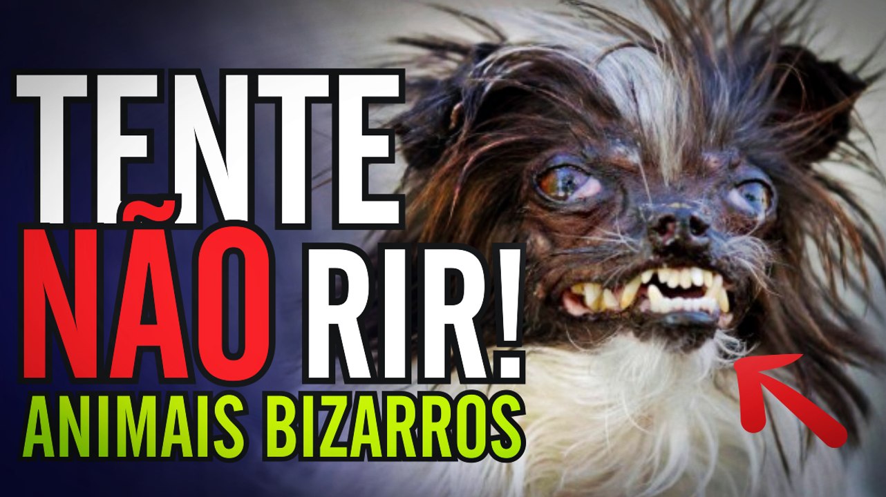 Tente não rir #01! Videos engraçados com animais bizarros - FailTv On -  Vídeo Dailymotion