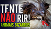 Tente não rir #01! Videos engraçados com animais bizarros - FailTv On