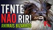 Tente não rir #01! Videos engraçados com animais bizarros - FailTv On