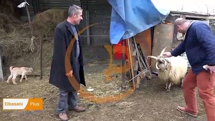 ÇUDIA E RADHËS, DASHI ME KATËR BRIRË NË ELBASAN