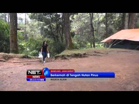 NET5 - Berkemah di tengah hutan pinus