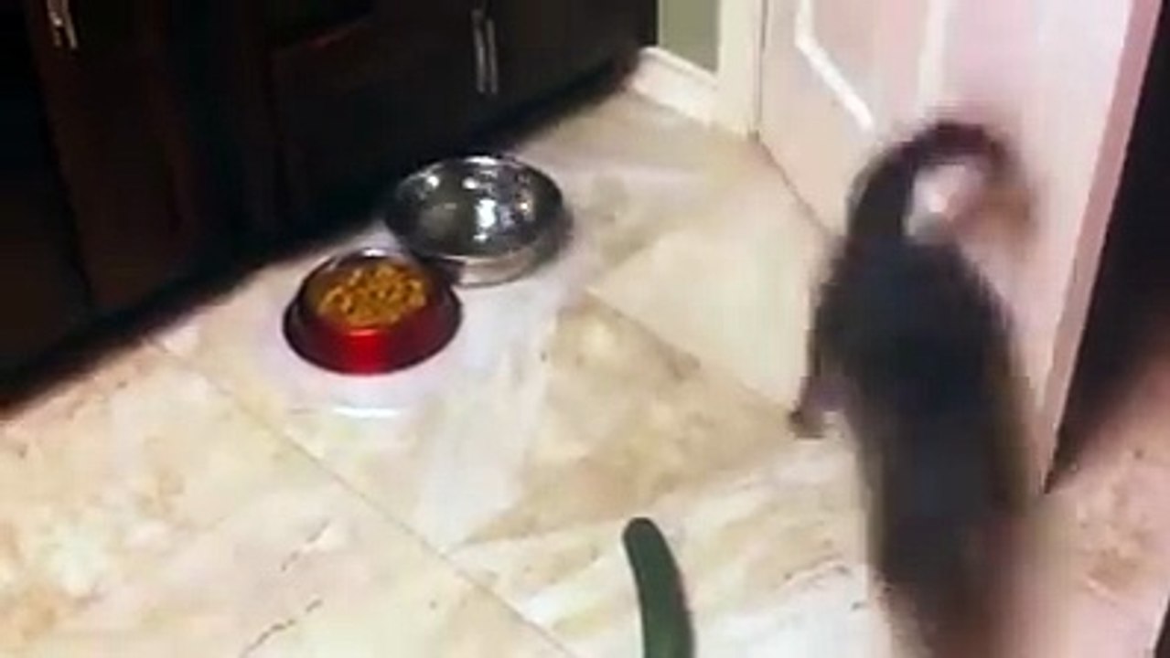 Have you ever tried putting a cucumber next to a cat?!