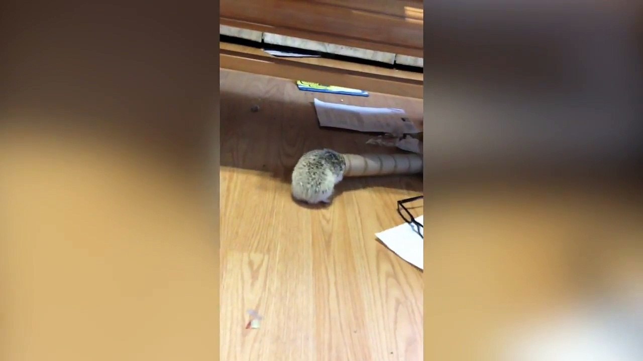National Hedgehog Day 2017 Compilation
