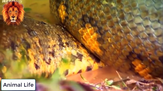 WORLD'S BIGGEST SNAKE - Biggest python snake - Giant anaconda Largest snake