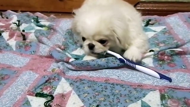 Реакция пса на попугая и свинку. Забавный пекинес. Смешная собака