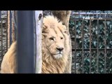 NET24 - Kelahiran singa putih di kebun binatang Georgia