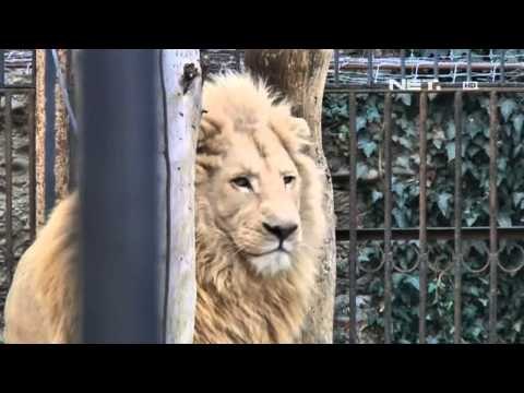 NET24 - Kelahiran singa putih di kebun binatang Georgia