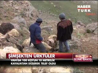 Şimşekten korkan 100 koyun kayalıklardan atladı