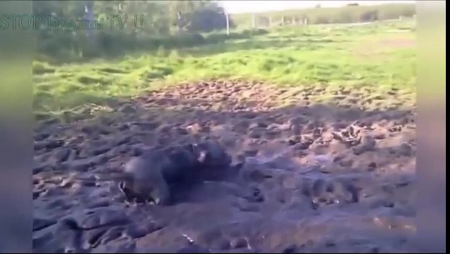 НОВЫЕ ПРИКОЛЫ 2016 Сентябрь ★ ЛУЧШИЕ ПРИКОЛЫ ★ Fail Compilation ★ НЕ ДЕТСКИЕ ПРИКОЛЫ 18 2016 №53