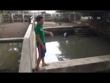 NET24 - Anak kudanil kerdil lahir di kebun binatang Surabaya