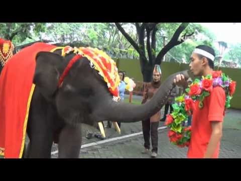 NET5 - Ulang Tahun Gajah di Kebun Binatang Surabaya
