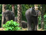 NET12 - Yana mau tanya - Konservasi Gajah