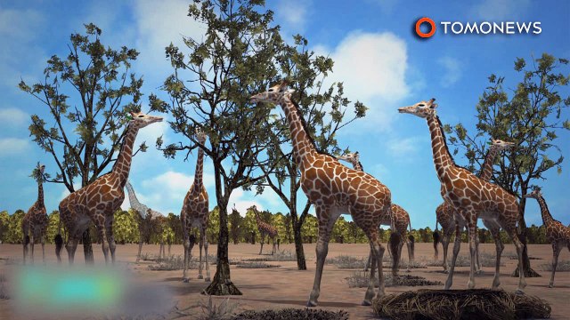 Girafas agora listadas entre espécies ameaçadas.