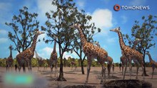 Girafas agora listadas entre espécies ameaçadas.
