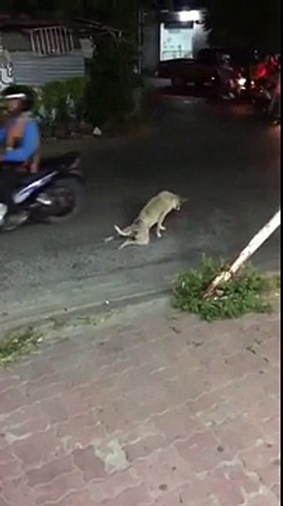 Cachorro trollando