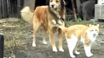 Нежная дружба кошки с собаой.Cat and dog