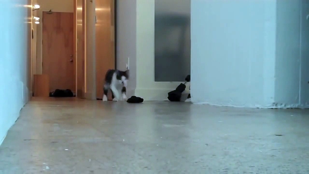 ДЕЛОВОЙ КОТ!!! Funny cat.