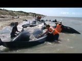 NET17 - Puluhan paus terdampar di pantai New Zealand
