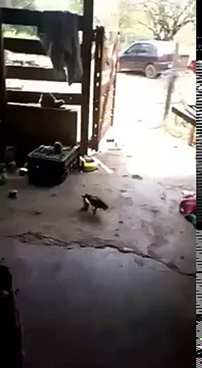 Baby Chicken fight. Приколы - Бои цыплят!