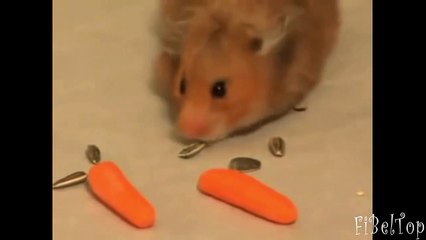 Хомяки кушают морковку