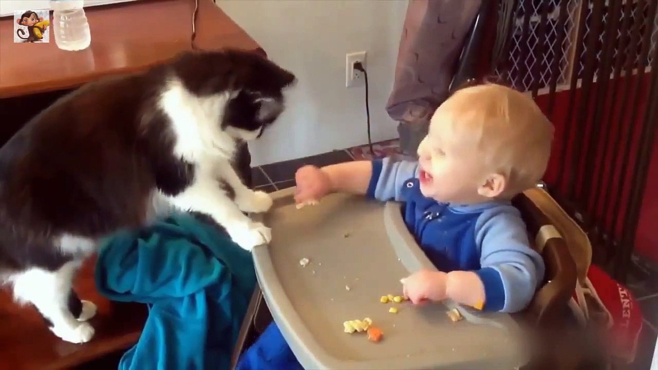 Смешной кошачий коктейль!!!  №1
