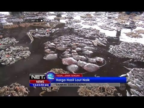 NET12 - Harga Ikan Tegal Naik 100 Persen karena Pasokan Berkurang